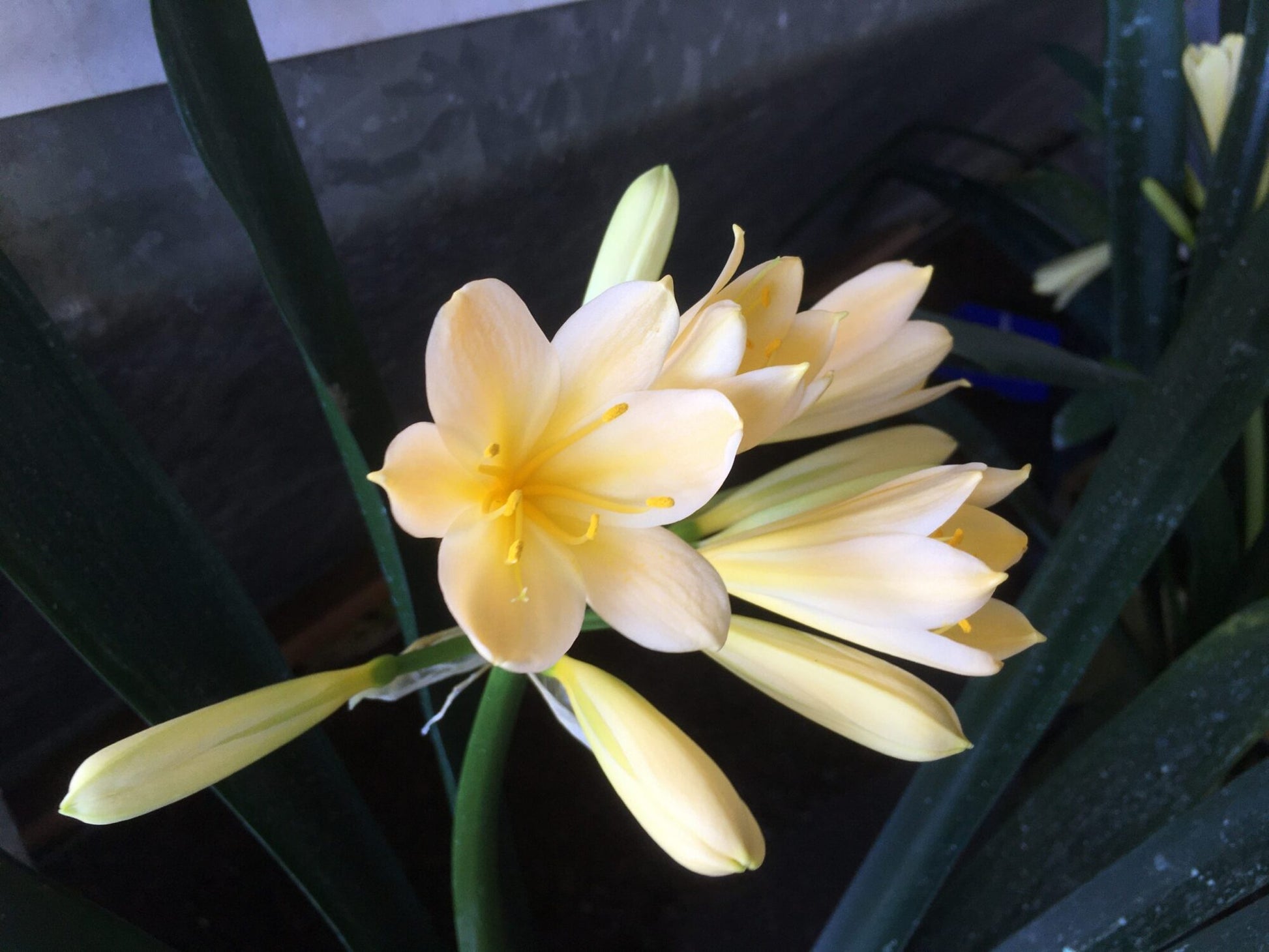 Bush Lily Cream/Yellow (Clivia miniata)