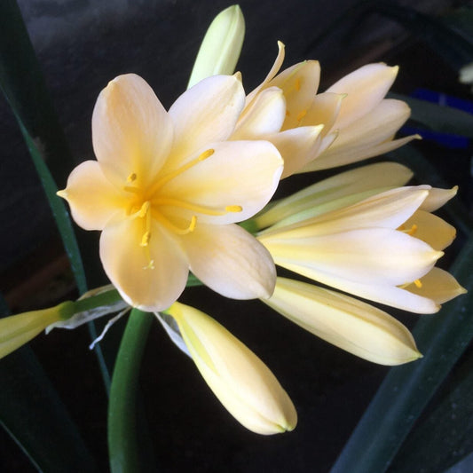 Bush Lily Cream/Yellow (Clivia miniata) - Ladybird Nursery