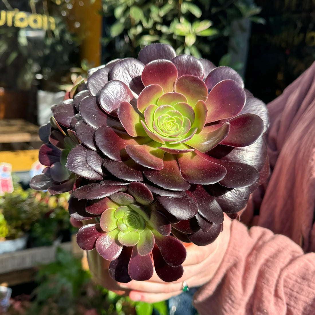 Velour Aeonium (Aeonium Velour) - Ladybird Nursery