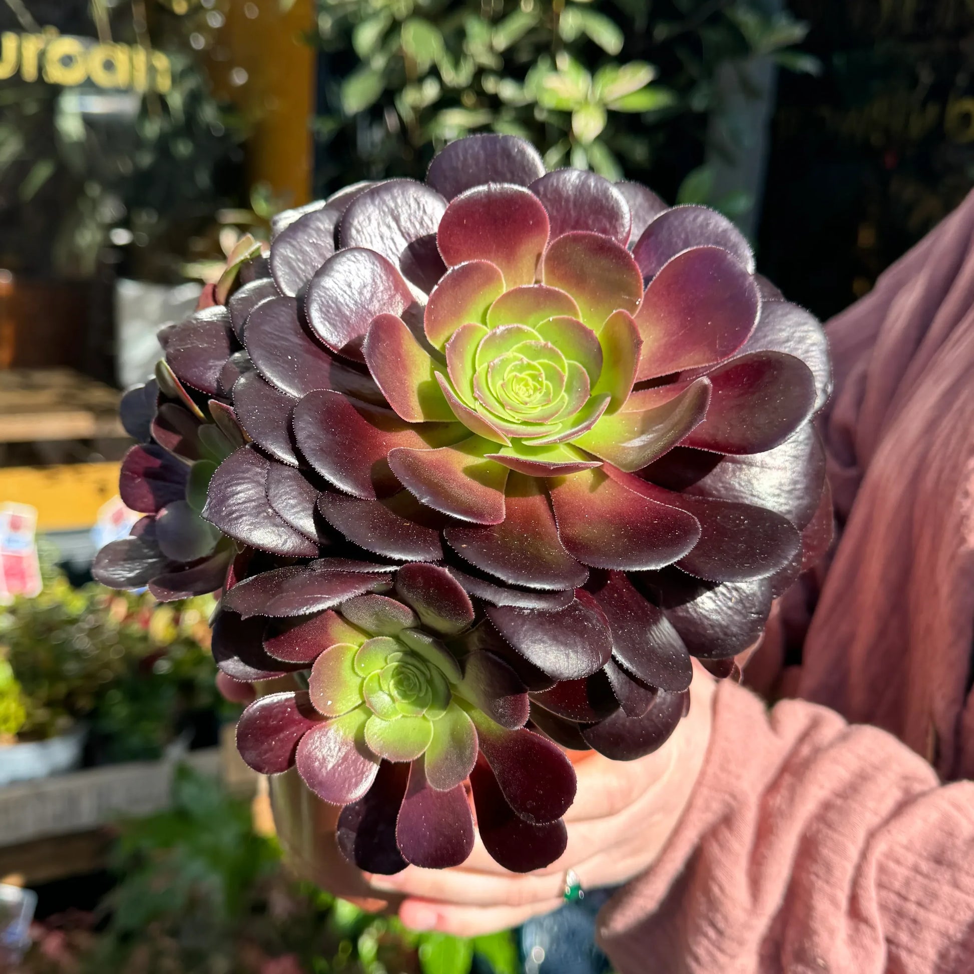 Velour Aeonium (Aeonium Velour)