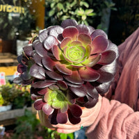 Velour Aeonium (Aeonium Velour)