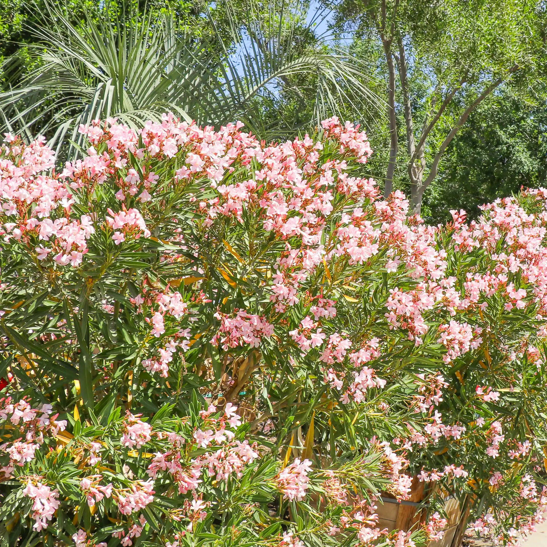 Oleander Dwarf Apricot (Nerium oleander) - Ladybird Nursery