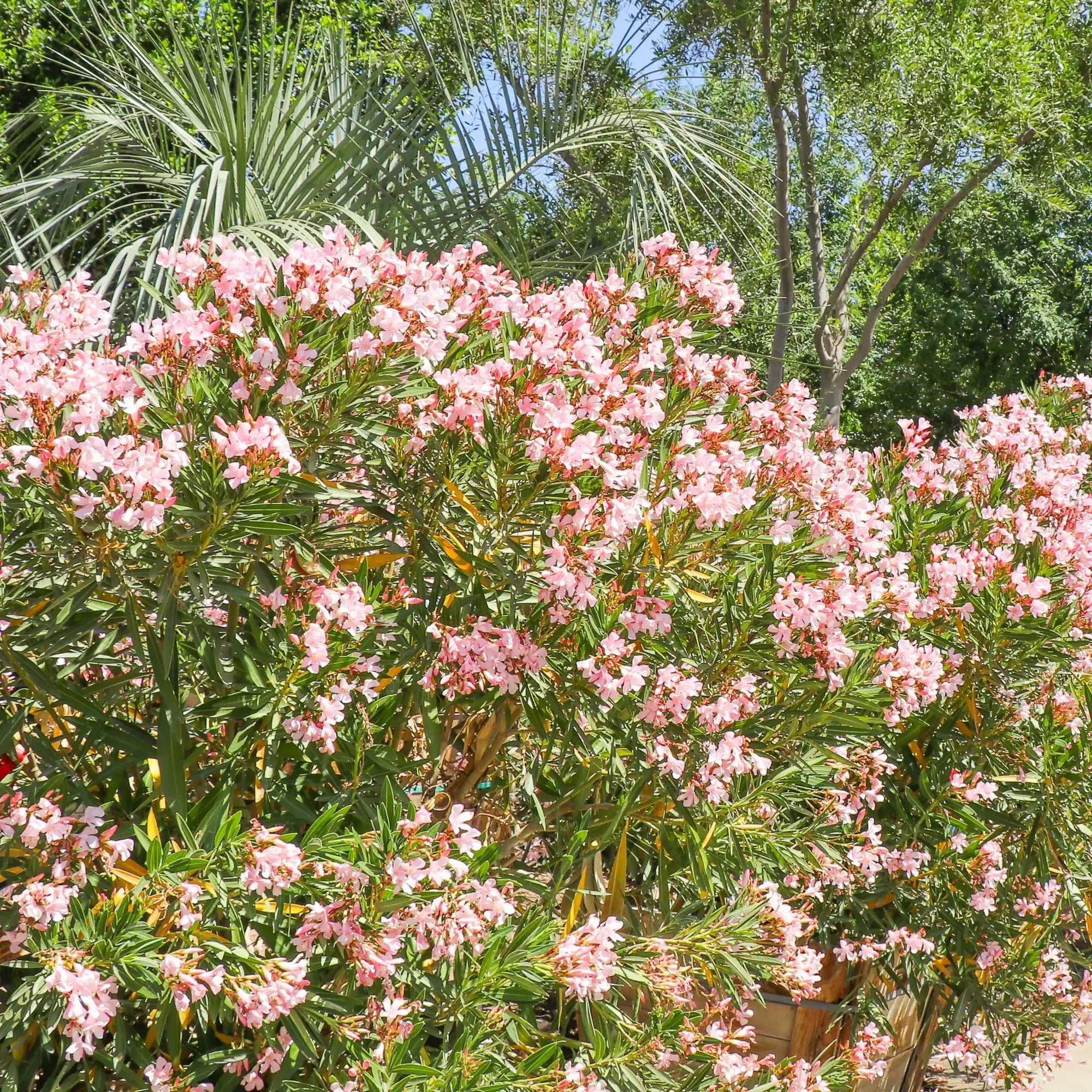 Oleander Dwarf Apricot (Nerium oleander) - Ladybird Nursery