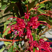 Grevillea Forest Rambler