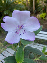 Tobouchina Blue Moon