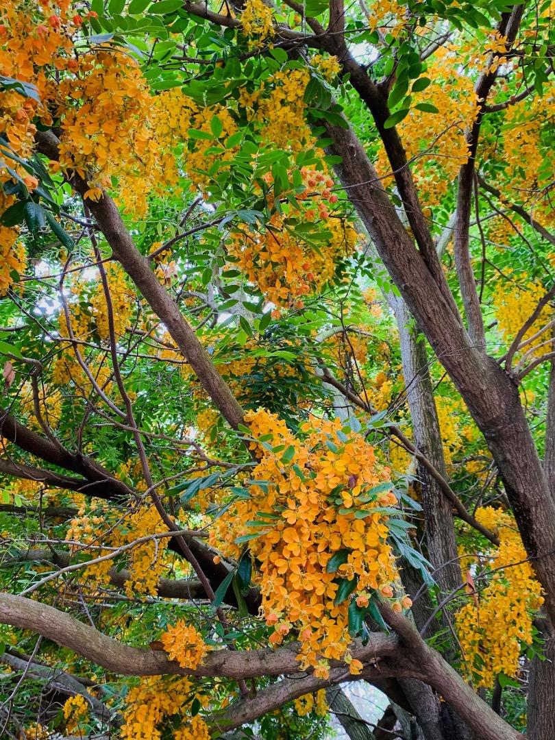 Brewster's Cassia (Cassia brewsteri) - Ladybird Nursery