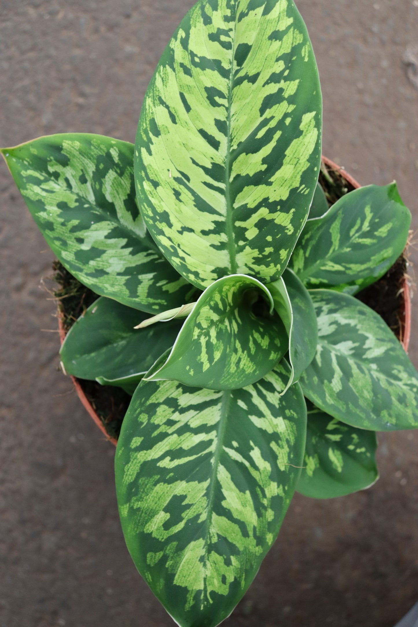 Homalomena Camouflage