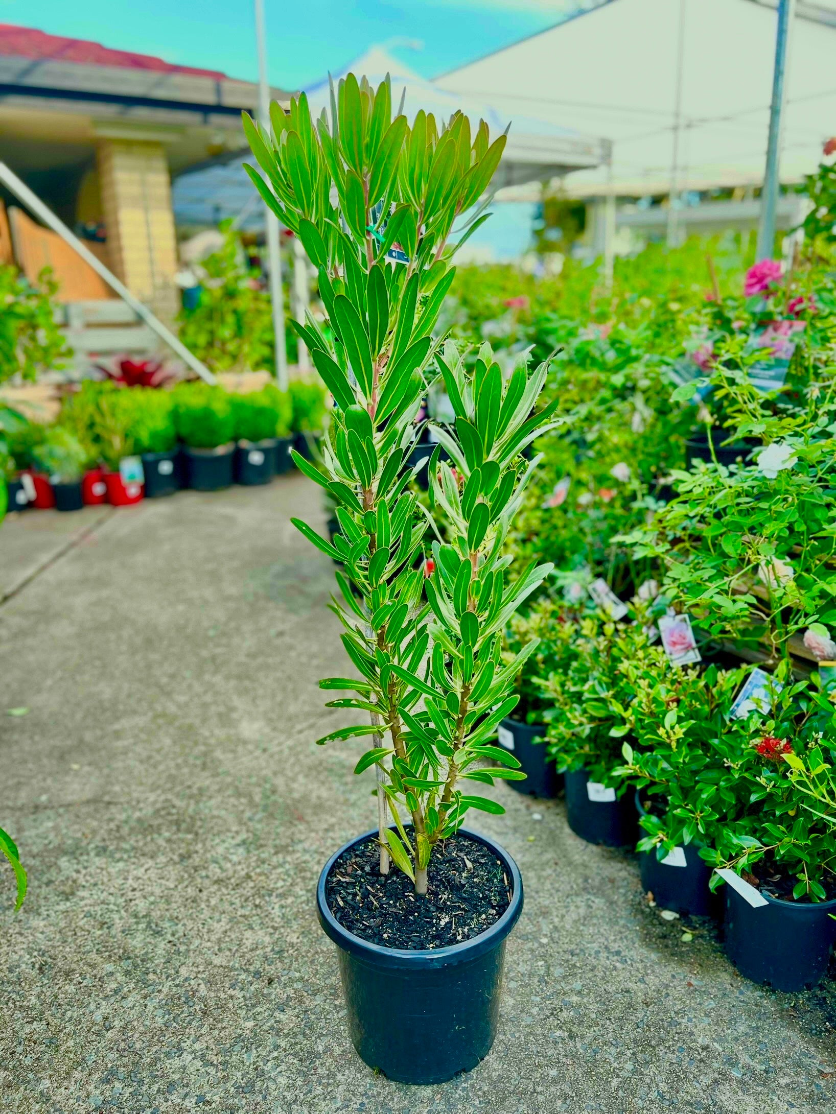 Pink Ice Protea 300mm (PICK UP ONLY)