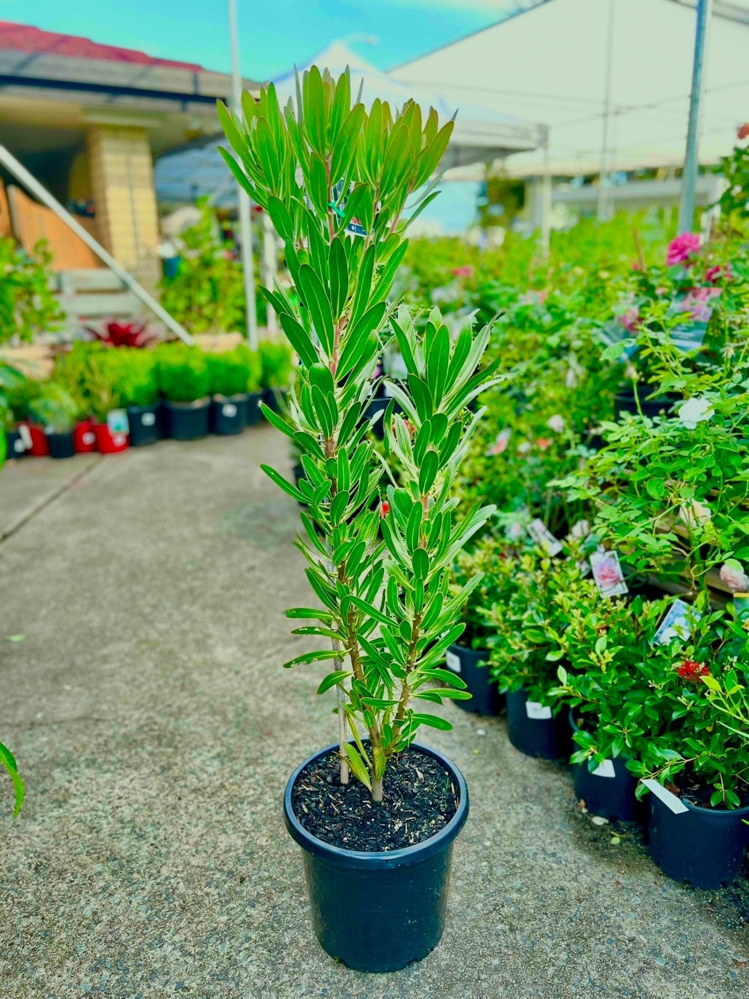 Pink Ice Protea 300mm (PICK UP ONLY) - Ladybird Nursery