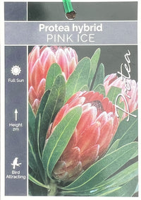 Pink Ice Protea 300mm (PICK UP ONLY)