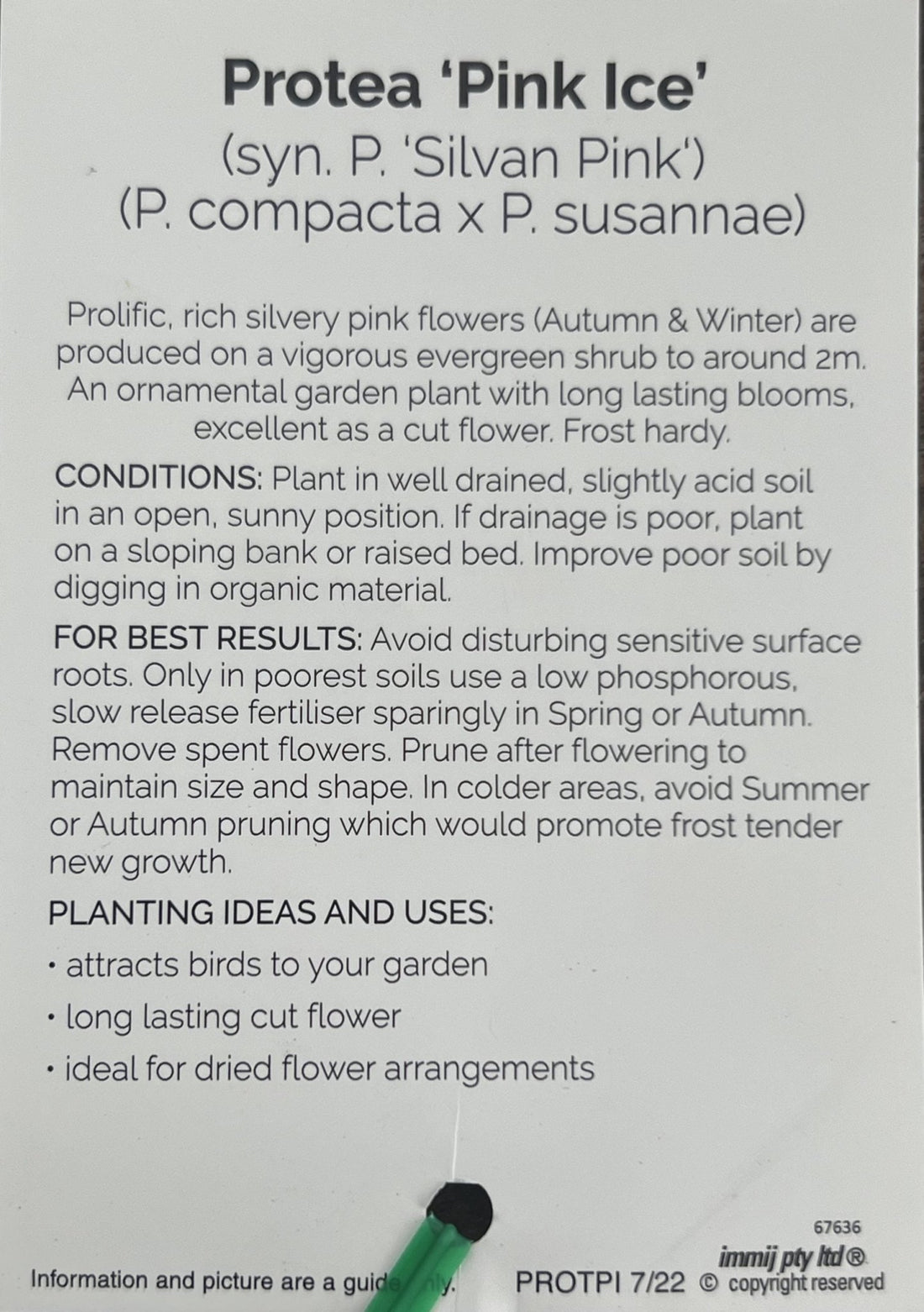 Pink Ice Protea 300mm (PICK UP ONLY) - Ladybird Nursery