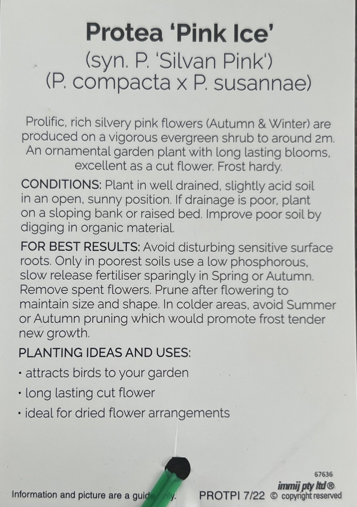 Pink Ice Protea 300mm (PICK UP ONLY)