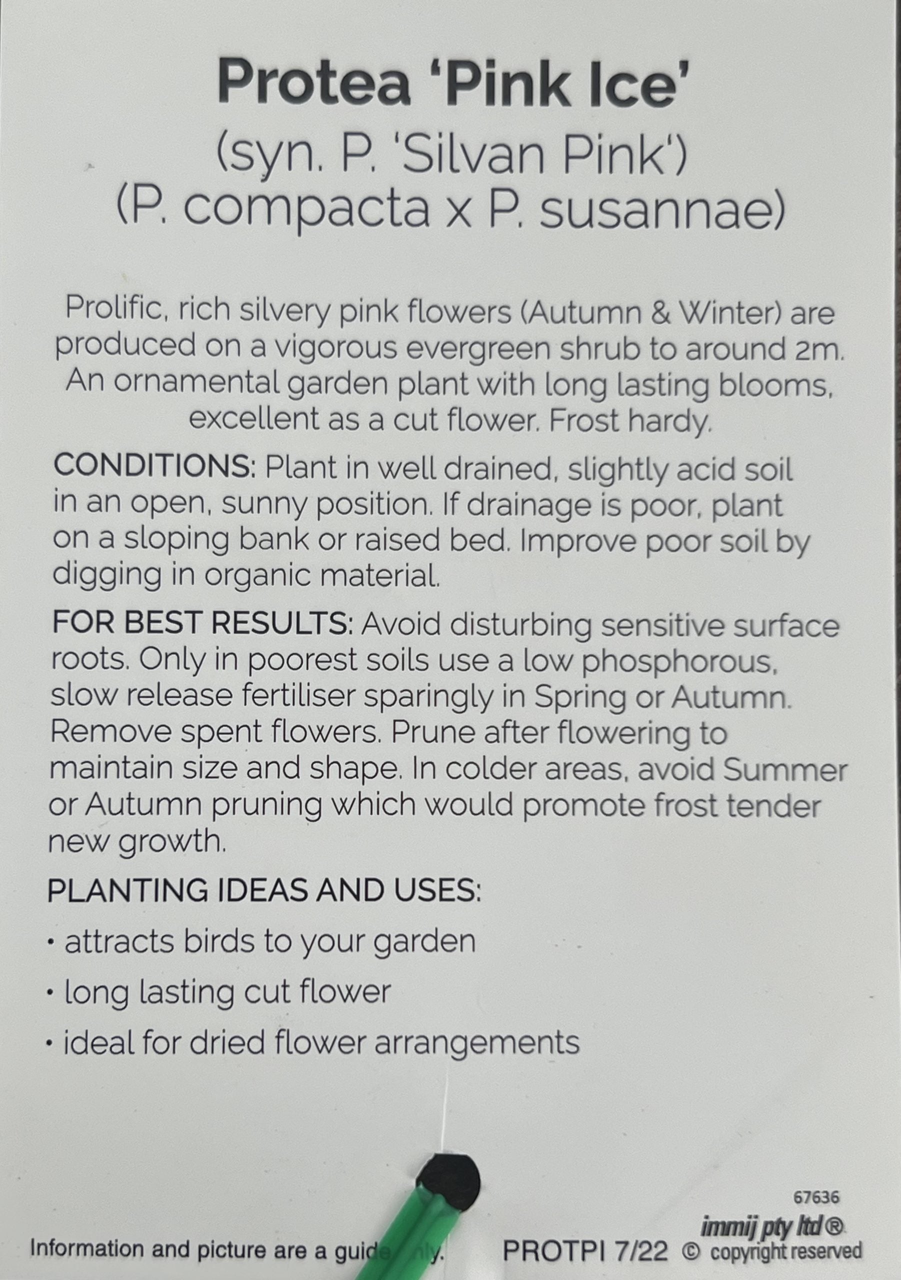 Pink Ice Protea 300mm (PICK UP ONLY)