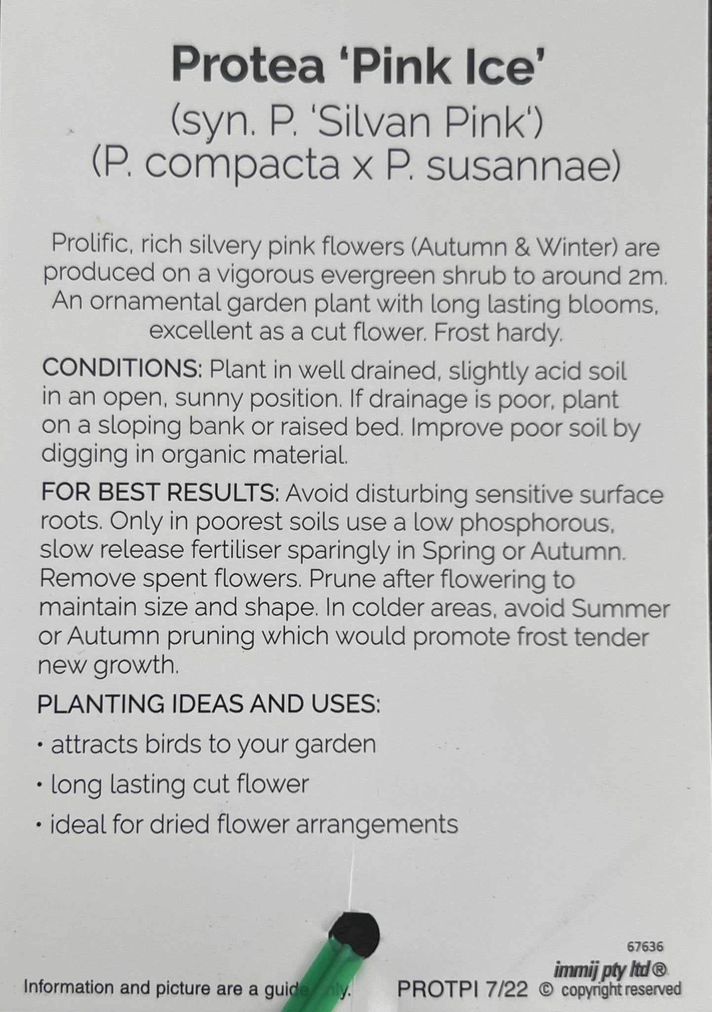 Pink Ice Protea 300mm (PICK UP ONLY) - Ladybird Nursery