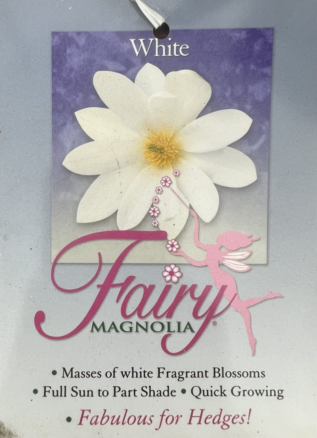 Magnolia Fairy White (Magnolia doltsopa) 300mm** (PICK UP ONLY) - Ladybird Nursery