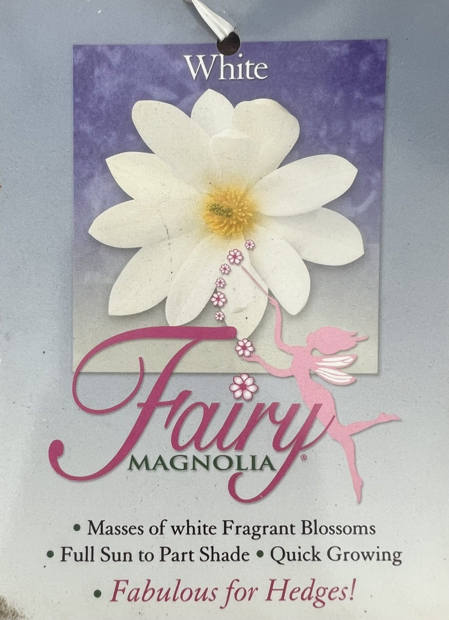 Magnolia Fairy White (Magnolia doltsopa) 300mm** (PICK UP ONLY)