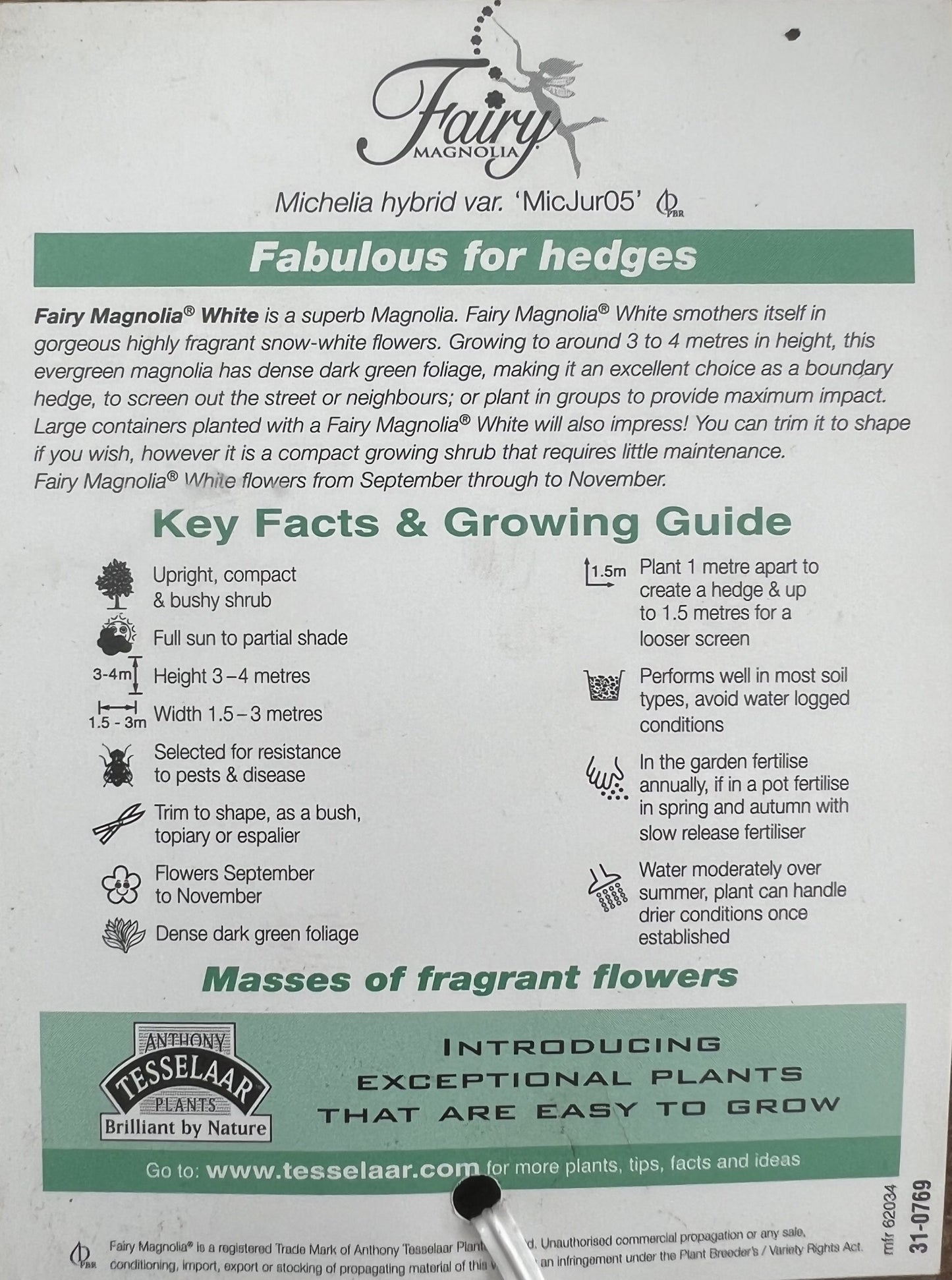 Magnolia Fairy White (Magnolia doltsopa) 300mm** (PICK UP ONLY)