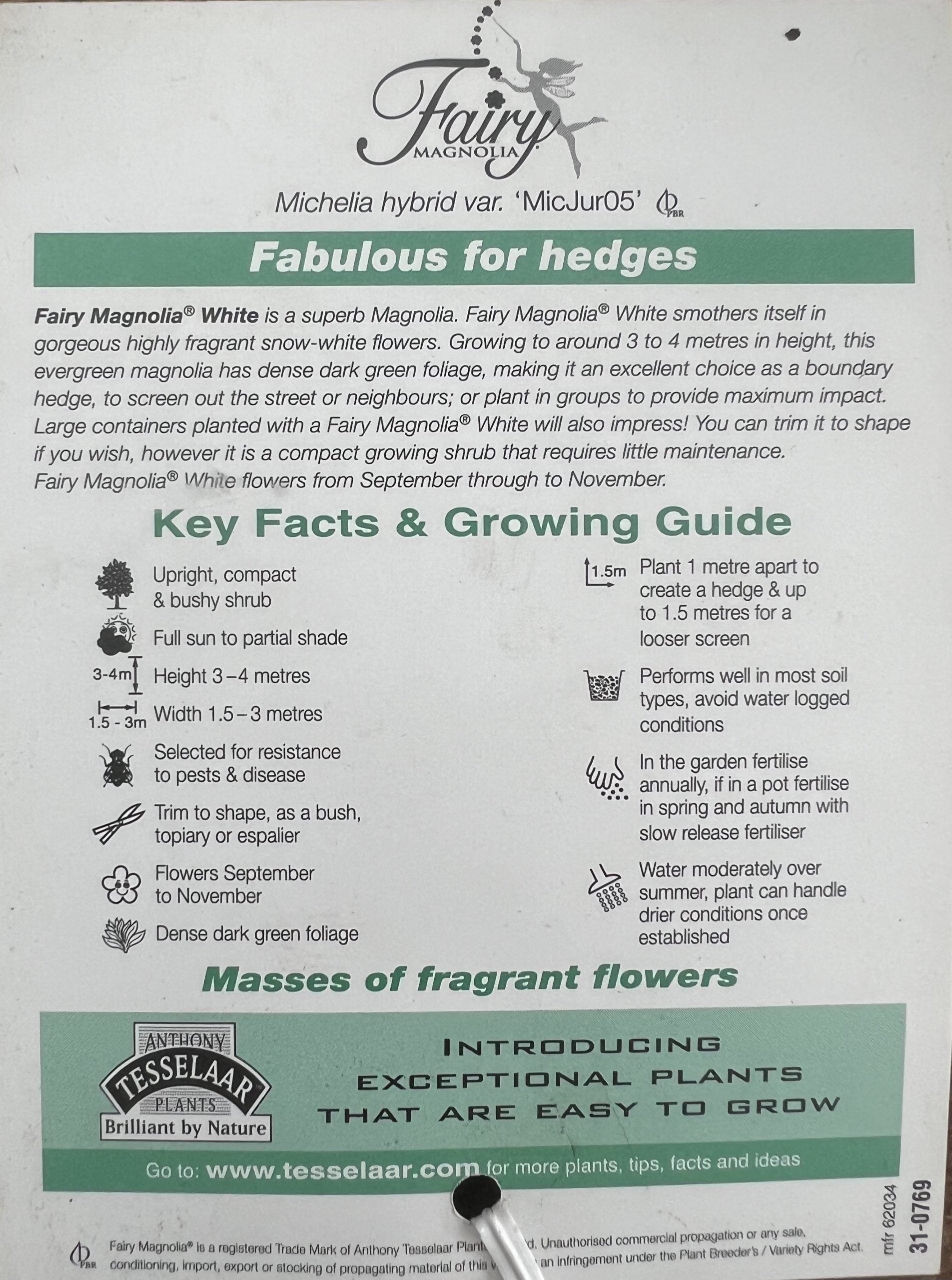 Magnolia Fairy White (Magnolia doltsopa) 300mm** (PICK UP ONLY)