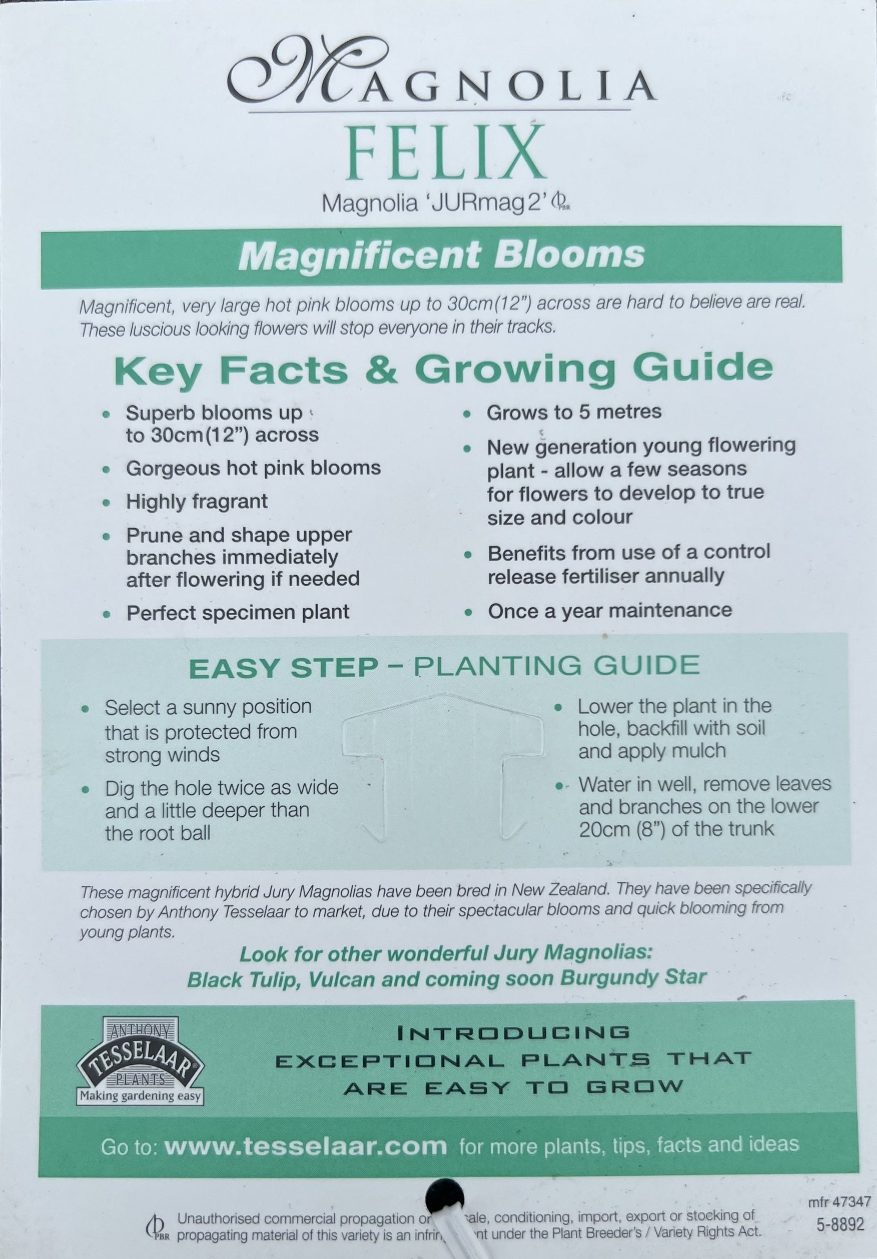 Magnolia Felix 300mm (PICK UP ONLY)