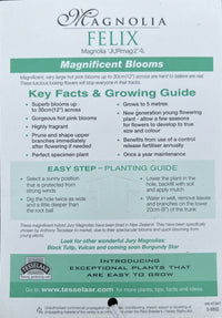 Magnolia Felix 300mm (PICK UP ONLY) - Ladybird Nursery
