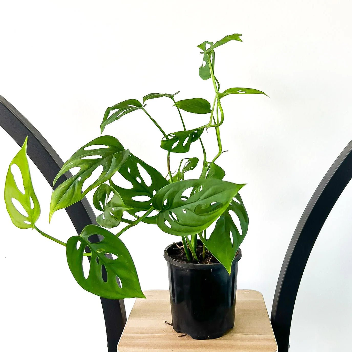 Swiss Cheese Plant (Monstera acuminata) - Ladybird Nursery