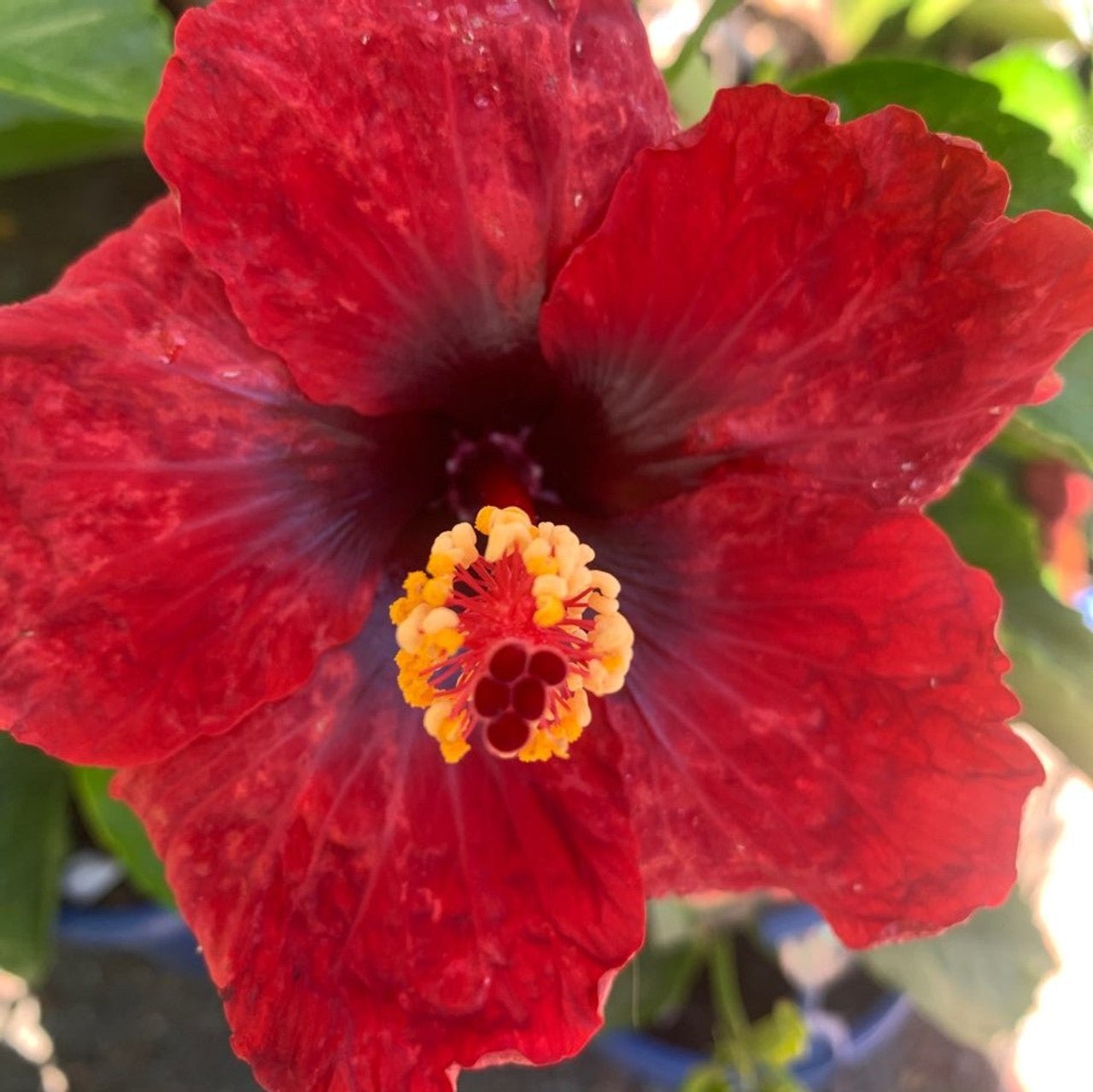 Hibiscus Rio Clara Flaming Glory - Ladybird Nursery