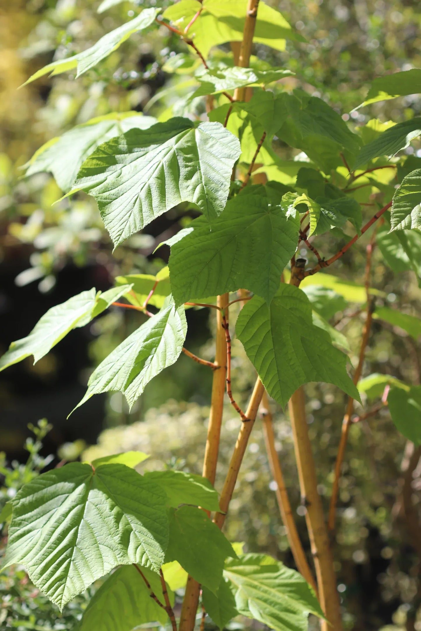 Redvein Maple Winter Gold (Acer rufinerve)