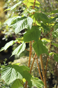 Redvein Maple Winter Gold (Acer rufinerve) - Ladybird Nursery