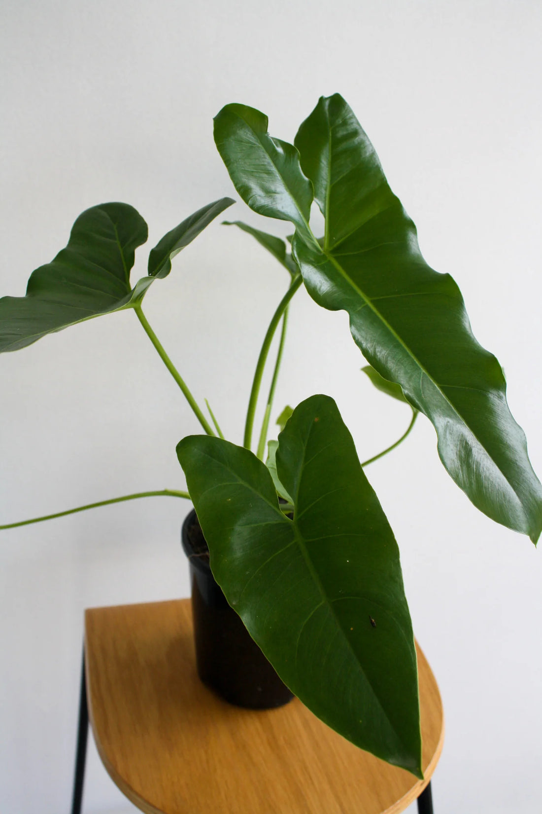 Philodendron (Philodendron stenolobum) - Ladybird Nursery