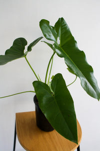 Philodendron (Philodendron stenolobum)