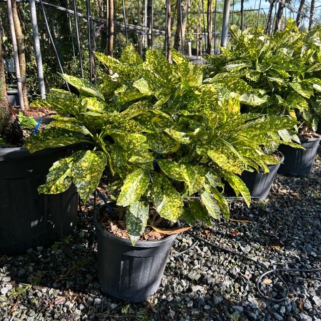 Variegated Japanese Laurel Variegata Gold Dust Plant (Aucuba japonica) - Ladybird Nursery