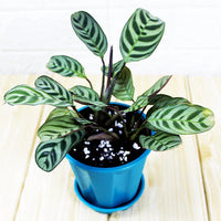 Prayer Plant (Calathea burle-marxii)