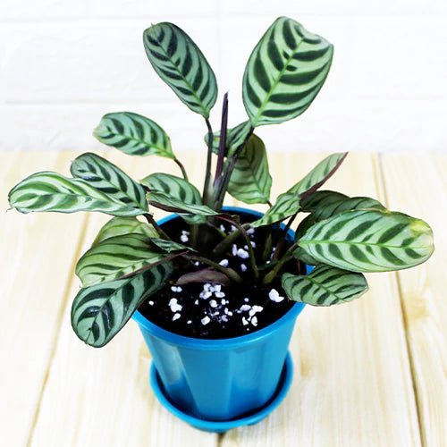 Prayer Plant (Calathea burle - marxii) - Ladybird Nursery