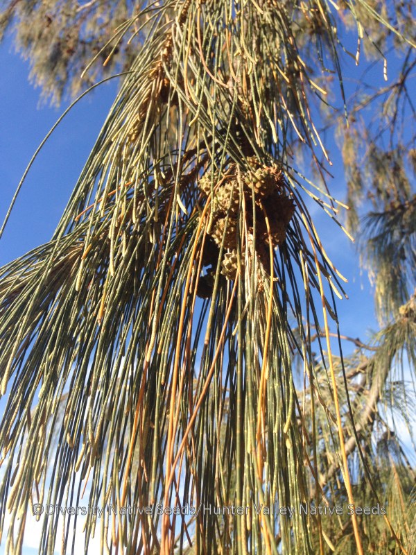 Coastal She-oak (Casuarina equisetifolia)