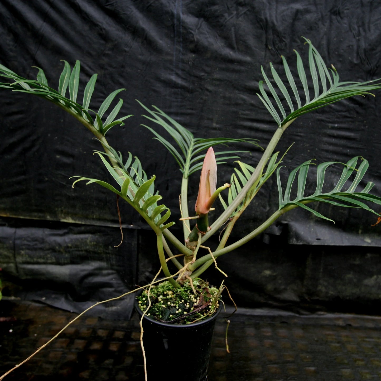 Philodendron (Philodendron tortum)