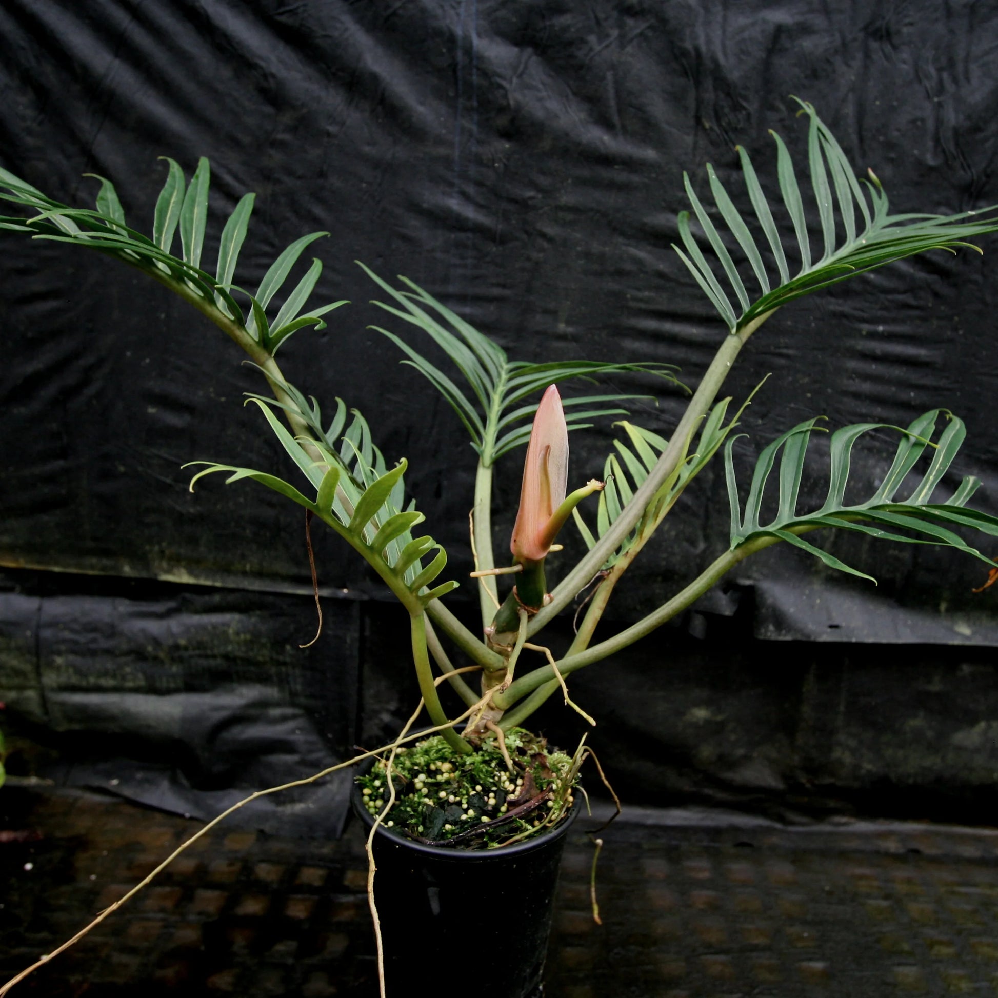 Philodendron (Philodendron tortum)