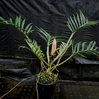 Philodendron (Philodendron tortum)