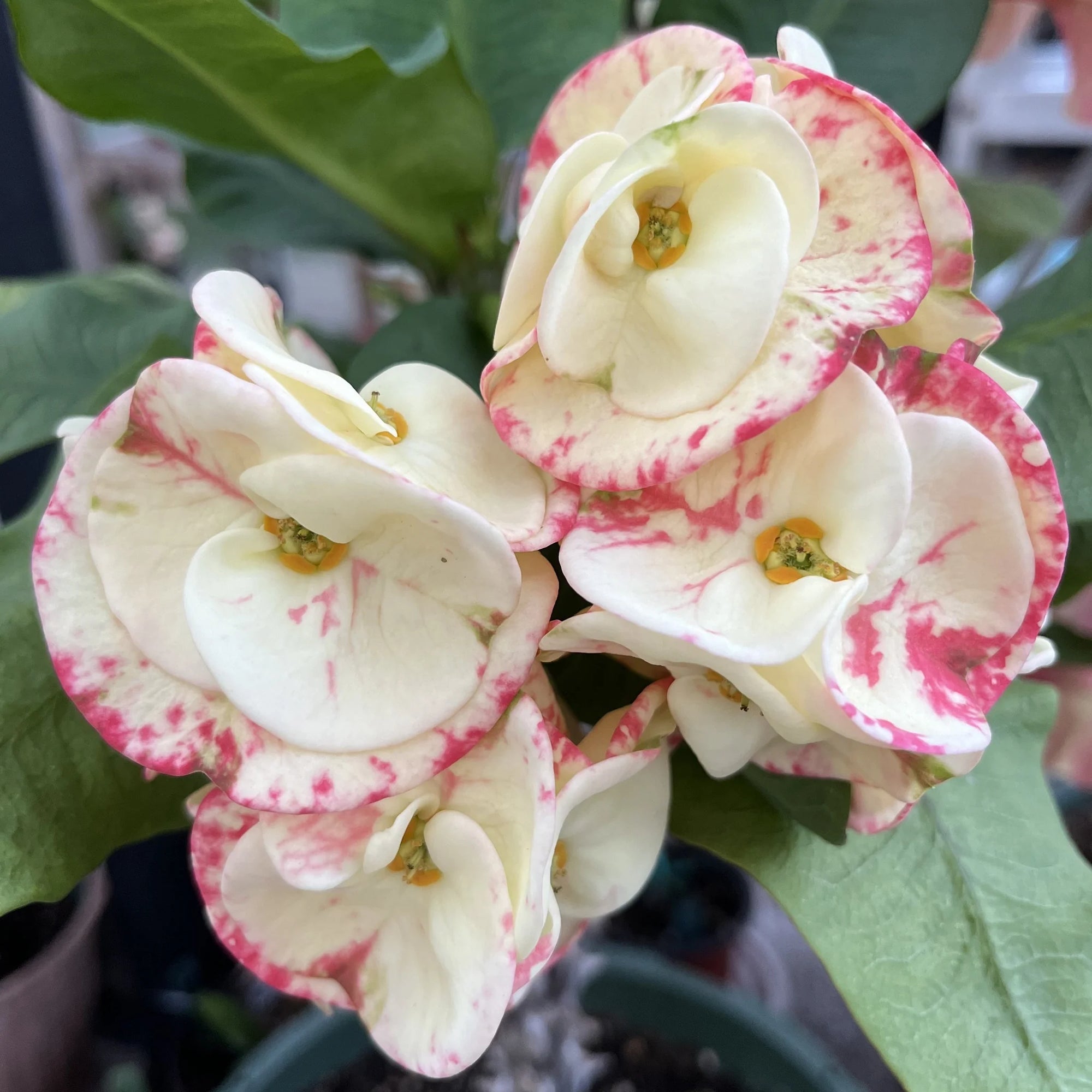 Hestia Crown of Thorns (Euphorbia milii) - Ladybird Nursery