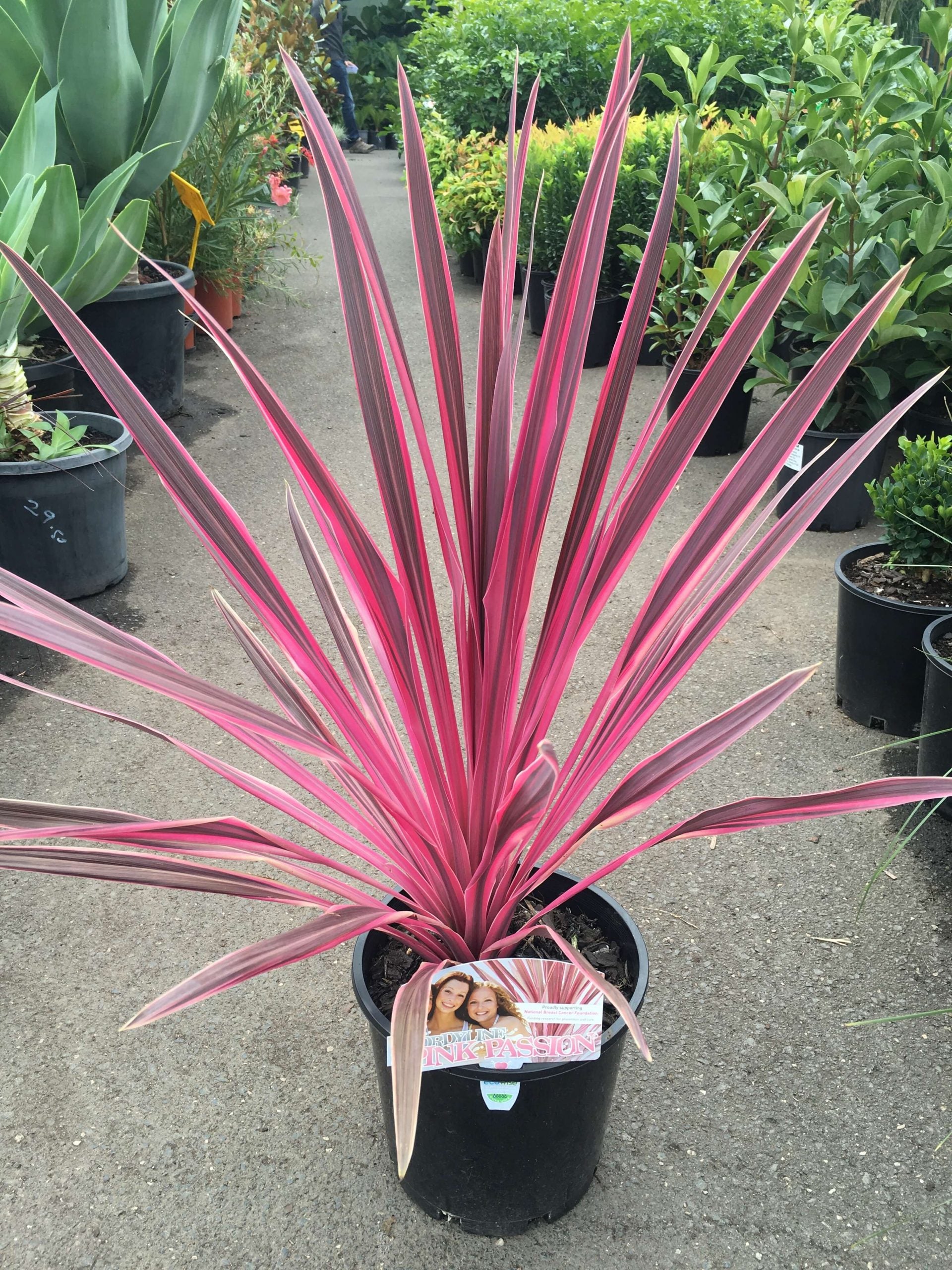 Cordyline Pink Passion™ (Cordyline australis)