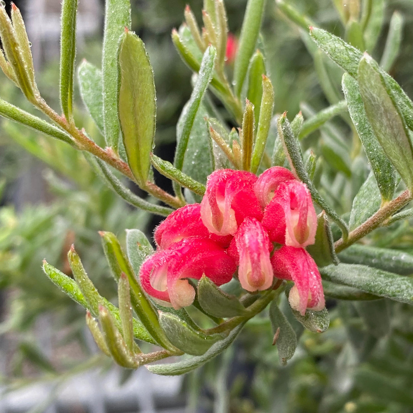 Grevillea 'Gin Gin Gem'