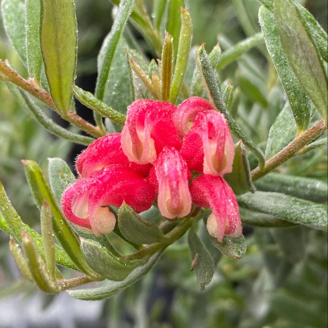 Grevillea 'Gin Gin Gem' - Ladybird Nursery
