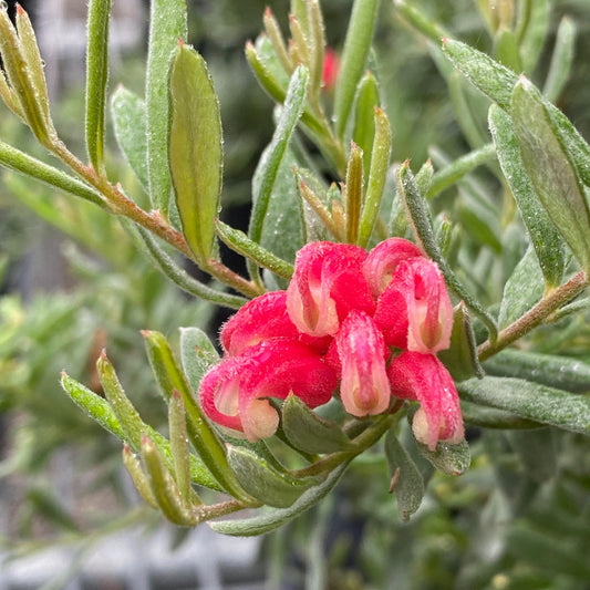 Grevillea 'Gin Gin Gem'
