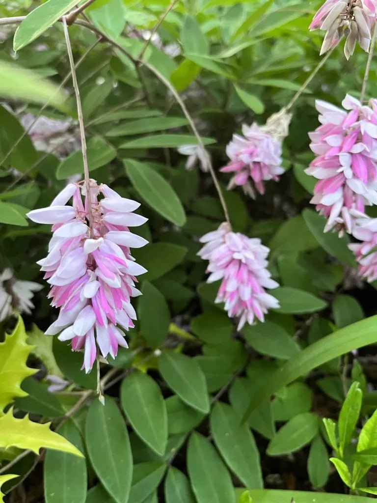 Indigo (Indigofera decora) - Ladybird Nursery
