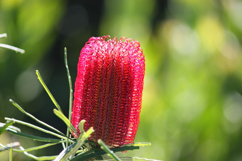 Red Swamp Banksia (Banksia occidentalis)