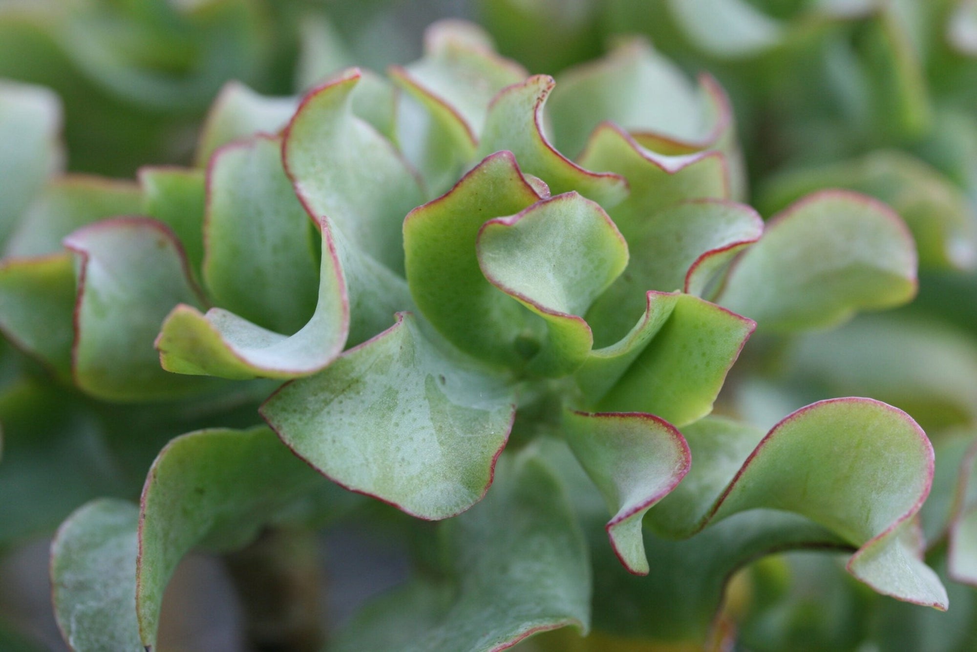 Crassula (Crassula undulata) - Ladybird Nursery