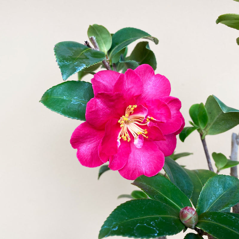 Sasanqua Camellia Bonsai Baby (Camellia sasanqua)