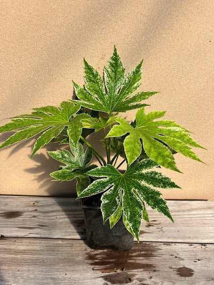 Spiders Web Aralia (Fatsia japonica) - Ladybird Nursery