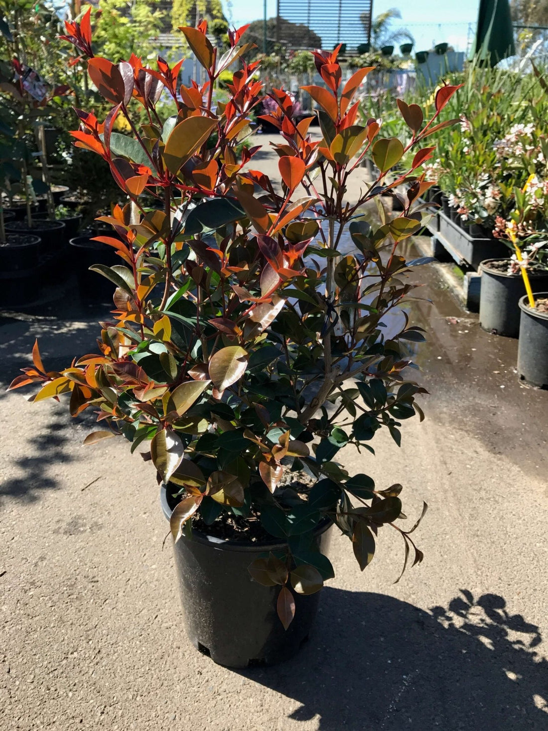 Lilly Pilly Big Red (Syzygium australe) - Ladybird Nursery