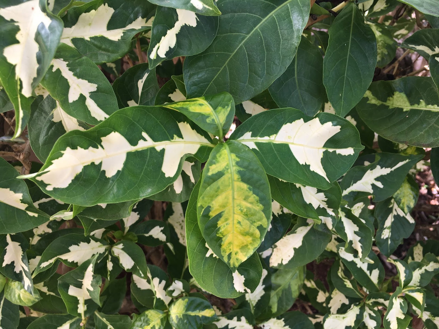 Caricature Plant (Graptophyllum pictum)