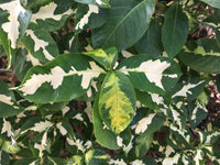 Caricature Plant (Graptophyllum pictum)